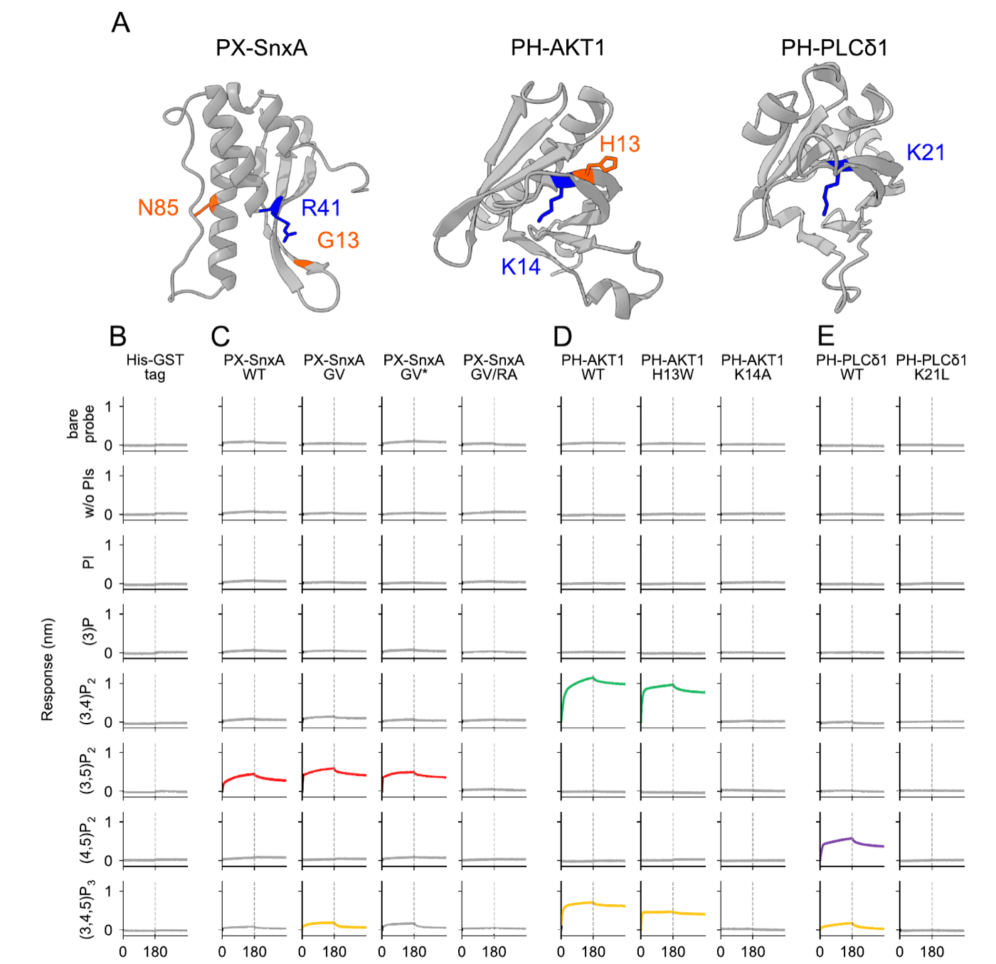 Figure 2: specificity profiling of PX-SnxA, PH-AKT1 and PH-PLCδ1 and their mutants across a phosphoinositide panel.