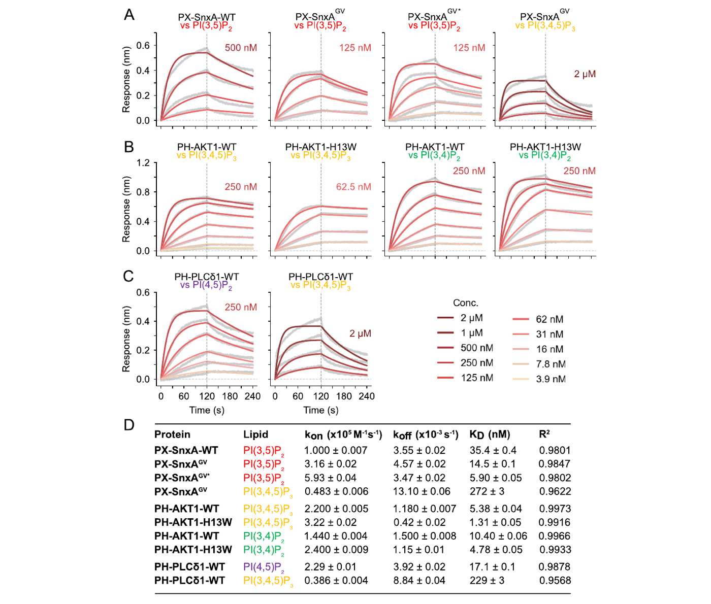 Figure 3: concentration-dependent sensorgrams with global 1:1 fits, and the resulting kon, koff and KD table.