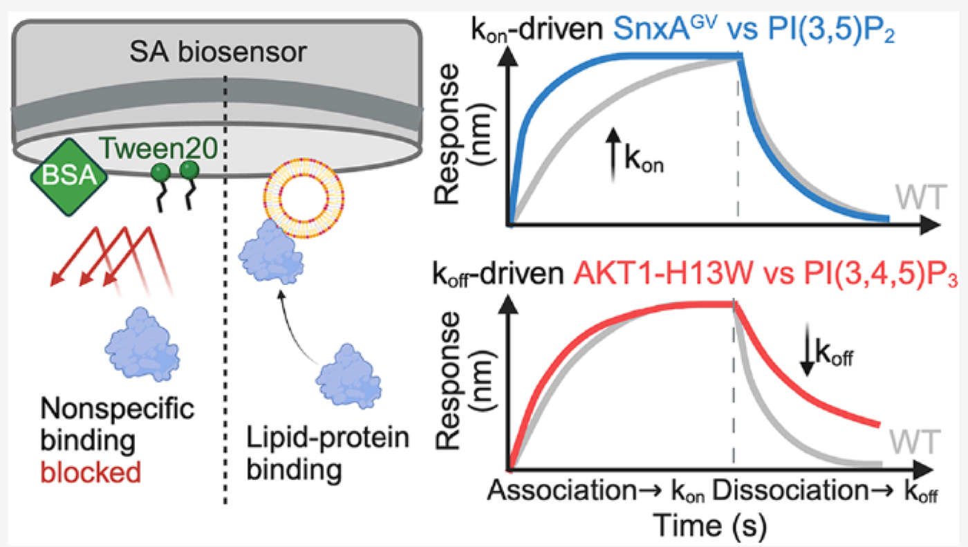 Schematic of the optimized liposome-based BLI assay, with kon-driven and koff-driven example sensorgrams.